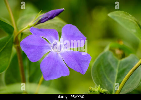 Close up of the little purple flower with blurry background Stock Photo