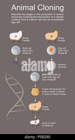 Cloning is the most recent evolution of selective assisted breeding in ...