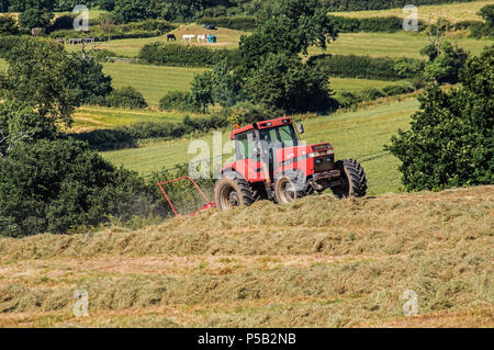 Big Red Tractor, Leicestershire, Baling  Grass cutting turning countryside conservation,England, Britain,UK Stock Photo