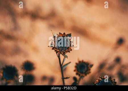 Close-up of a dried flower of globularia alypum in nature Stock Photo