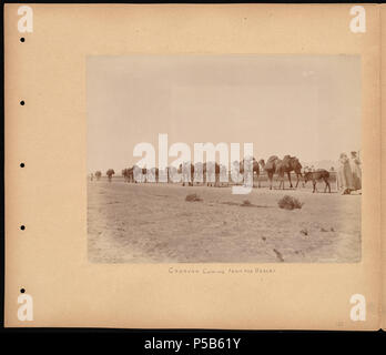 N/A. English:   BPLDC no.: 08 04 000346 Page Title: Caravan coming from the desert Collection: Tupper Scrapbooks Collection Album: Volume 1: Algeria. Call no.: 4098B.104 v1 (p. 22) Creator: Tupper, William Vaughn Genre: Scrapbooks; Albumen prints Extent: 1 photographic print mounted on page : albumen ; page 33 x 39 cm. Description: Scrapbook page contains one photograph showing a group, primarily comprised of camels loaded with packs, marching through the desert. Notes: Page description supplied by cataloger, derived from captions and/or annotated information.; Caption on image: Caravane 1974  Stock Photo