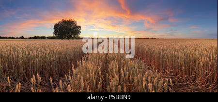 Red sunset over wheat field panorama with tree and way Stock Photo