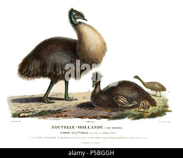 Extinct bird the King Island emu, Dromaius parvulus, artwork by John ...