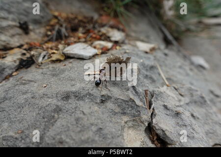 Ant Carrying a Leaf on a Mountain Rock Stock Photo