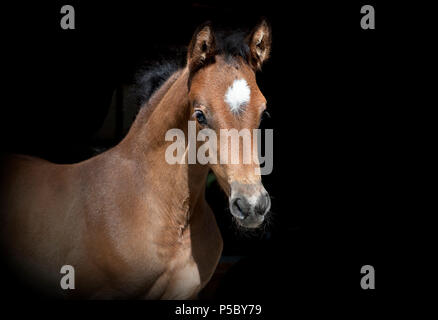 a young brown foal in the sunlight, background dark Stock Photo