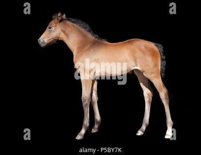 a young brown foal in the sunlight, background dark Stock Photo