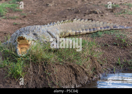 Nile or freshwater crocodile (Crocodylus niloticus) resting with mouth open lying on the banks of the river, Pilanesberg National Park, South Africa Stock Photo