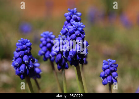Close up of Grape hyacinth/ bluebells Stock Photo