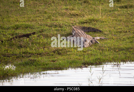 Nile crocodile (Crocodylus niloticus) on its own with eyes open lying in wait on the banks of the grassy river at Pilanesberg National Park Stock Photo