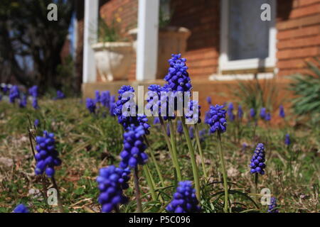 Grape hyacinth/ bluebells in the yard Stock Photo