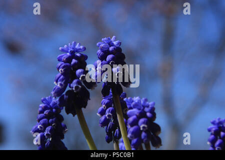 Close up of Grape hyacinth/ bluebells Stock Photo