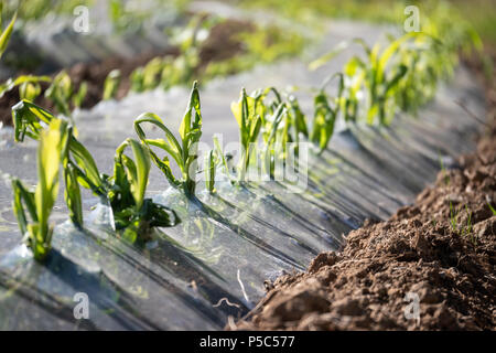 Maize being grown under biodegradable plastic for use as animal feed Carmarthenshire Wales Stock Photo