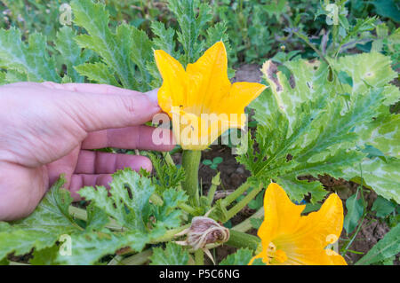 Farmer controls the growth of zucchini in an organic vegetable garden Stock Photo