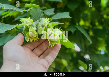 Farmer show green hazelnuts on the tree Stock Photo