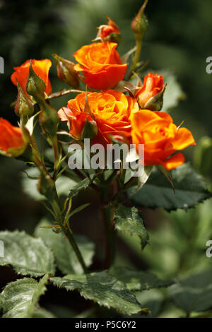Beautiful roses in spring Stock Photo