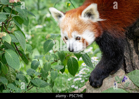 Red panda (Ailurus fulgens) on the tree. Cute panda bear in forest habitat. Stock Photo