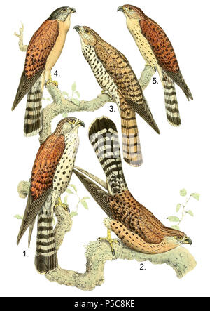 N/A. English: 1. & 2. Falco newtonii = Falco newtoni (Madagascar Kestrel), adult males 3. Falco punctatus (Mauritius Kestrel), adult male 4. & 5. Falco gracilis = Falco araea (Seychelles Kestrel), adult male 4. Adult male 5. Non-breeding male   Français : 1. & 2. Falco newtonii = Falco newtoni (Crécerelle malgache), mâles adultes 3. Falco punctatus (Crécerelle de Maurice), mâle adulte 4. & 5. Falco gracilis = Falco araea (Crécerelle des Seychelles), mâle adulte 4. Mâle adulte 5. Mâle dans la livrée de passage   . Published in 1868.   John Gerrard Keulemans  (1842–1912)      Alternative names J Stock Photo