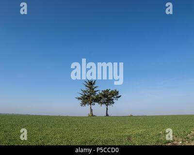 Lonely trees in the Lazio countryside (Italy) Stock Photo