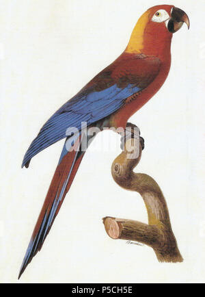 N/A. Watercolour by Jacques Barraband (circa 1800) of a Cuban Red Macaw (Ara tricolor). circa 1800.   Jacques Barraband  (1767–1809)     Alternative names Jacques Baraban; Baraband d'Aubusson; Jacques Barraban; M. Baraband; Baraban  Description French artist  Date of birth/death 31 August 1767 1 October 1809  Location of birth/death Aubusson, Creuse Lyon  Work location Egypt; Paris (1785–1807); Lyon (1807–1809)  Authority control  : Q3158196 VIAF:74094332 ISNI:0000 0001 1672 6664 ULAN:500011412 LCCN:n85819567 NLA:35773957 WorldCat 50 A. tricolor Stock Photo