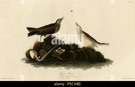 N/A. Plate 10 of Birds of America by John James Audubon depicting Brown Titlark (now American Pipit). 7 February 2011, 17:50 (UTC).  10 Brown Titlark.jpg:    John James Audubon  (1785–1851)       Alternative names Birth name: Jean-Jacques-Fougère Audubon  Description American ornithologist, naturalist, hunter and painter  Date of birth/death 26 April 1785 27 January 1851  Location of birth/death Les Cayes (Haiti) New York City  Work location Louisville, New Orleans, New York City, Florida  Authority control  : Q182882 VIAF:14765625 ISNI:0000 0001 1040 5229 ULAN:500016578 LCCN:n79018677 NLA:350 Stock Photo