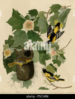 N/A. Plate 12 of Birds of America by John James Audubon depicting Baltimore Oriole. 7 February 2011, 21:56 (UTC).  12 Baltimore Oriole.jpg:    John James Audubon  (1785–1851)       Alternative names Birth name: Jean-Jacques-Fougère Audubon  Description American ornithologist, naturalist, hunter and painter  Date of birth/death 26 April 1785 27 January 1851  Location of birth/death Les Cayes (Haiti) New York City  Work location Louisville, New Orleans, New York City, Florida  Authority control  : Q182882 VIAF:14765625 ISNI:0000 0001 1040 5229 ULAN:500016578 LCCN:n79018677 NLA:35010139 WorldCat  Stock Photo