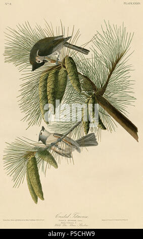 N/A. Plate 39 of Birds of America by John James Audubon depicting Crested Titmouse. 12 February 2011, 17:07 (UTC).  39 Crested Titmouse.jpg:    John James Audubon  (1785–1851)       Alternative names Birth name: Jean-Jacques-Fougère Audubon  Description American ornithologist, naturalist, hunter and painter  Date of birth/death 26 April 1785 27 January 1851  Location of birth/death Les Cayes (Haiti) New York City  Work location Louisville, New Orleans, New York City, Florida  Authority control  : Q182882 VIAF:14765625 ISNI:0000 0001 1040 5229 ULAN:500016578 LCCN:n79018677 NLA:35010139 WorldCat Stock Photo