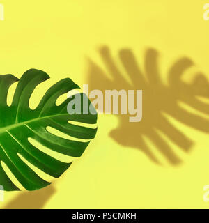 Single leaf of Monstera plant on yellow background. Isolated with copy space. Stock Photo