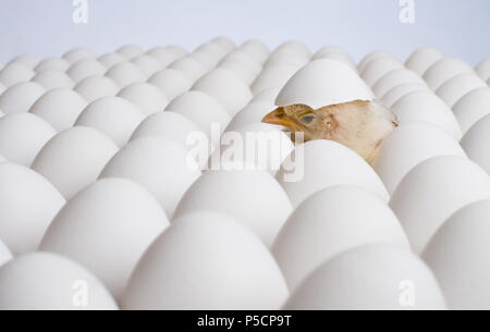 one yellow chicken nestling on many hen's-eggs sleep, horizontal photo Stock Photo