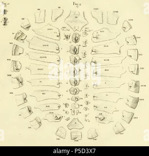 An anatomical illustration from a zoological work showing the ear ...