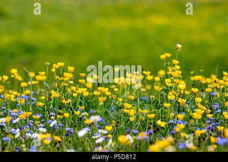 Close-up field of spring flowers (daisy, veronica, buttercups)  in the mountains (taken in the European Alps, Liechtenstein) Stock Photo