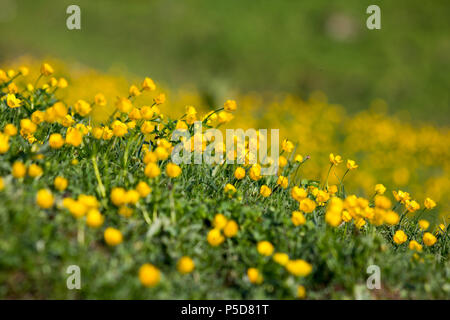 Lush field of buttercups during springtime in the European Alps Stock Photo