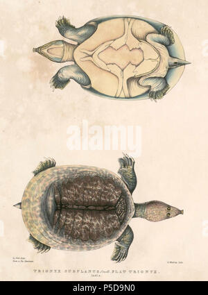 N/A.  English: « Trionyx subplanus » = Dogania subplana (Malayan softshell turtle) Français: « Trionyx subplanus » = Dogania subplana . between 1830 and 1832.   Thomas Hardwicke  (1755–1835)     Alternative names Hardw.  Description English soldier and naturalist  Date of birth/death 1755 3 May 1835  Location of birth/death London Borough of Lambeth  Authority control  : Q2543258 VIAF:308180676 LCCN:nb2013018703 Botanist:Hardw. SUDOC:183009134 WorldCat 459 Dogania subplana Hardwicke Stock Photo