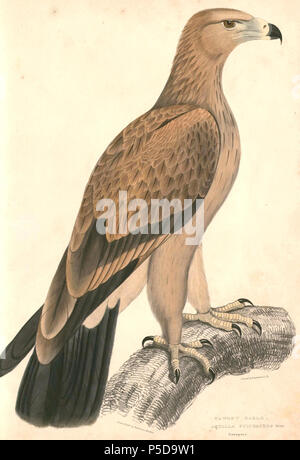 N/A.  English: « Aquila fulvescens » = Aquila clanga (Greater Spotted Eagle) Français: « Aquila fulvescens » = Aquila clanga (Aigle criard) . between 1833 and 1834.   Thomas Hardwicke  (1755–1835)     Alternative names Hardw.  Description English soldier and naturalist  Date of birth/death 1755 3 May 1835  Location of birth/death London Borough of Lambeth  Authority control  : Q2543258 VIAF:308180676 LCCN:nb2013018703 Botanist:Hardw. SUDOC:183009134 WorldCat 116 Aquila clanga Hardwicke Stock Photo