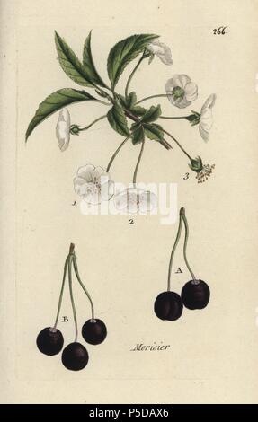 Wild cherry, Prunus avium. Handcoloured botanical drawn and engraved by Pierre Bulliard from his own 'Flora Parisiensis,' 1776, Paris, P. F. Didot. Pierre Bulliard (1752-1793) was a famous French botanist who pioneered the three-colour-plate printing technique. His introduction to the flowers of Paris included 640 plants. Stock Photo