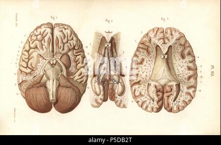Sections through the brain and pineal gland. Handcolored steel engraving by Davesne of a drawing by Leveille from Dr. Joseph Nicolas Masse's 'Petit Atlas complet d'Anatomie descriptive du Corps Humain,' Paris, 1864, published by Mequignon-Marvis. Masse's 'Pocket Anatomy of the Human Body' was first published in 1848 and went through many editions. Stock Photo