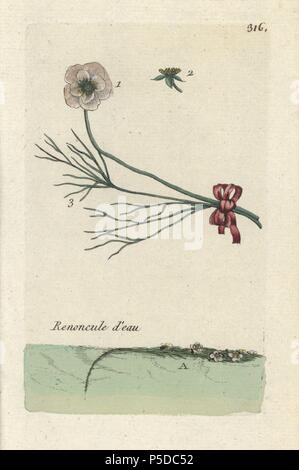 Water crowfoot, Ranunculus aquatilis. Handcoloured botanical drawn and engraved by Pierre Bulliard from his own 'Flora Parisiensis,' 1776, Paris, P. F. Didot. Pierre Bulliard (1752-1793) was a famous French botanist who pioneered the three-colour-plate printing technique. His introduction to the flowers of Paris included 640 plants. Stock Photo