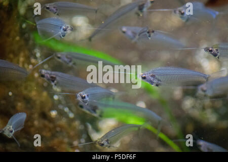guppy fish in aquarium Stock Photo
