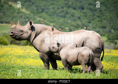 black rhino mother and calf standing proud in the warm spring sunshine Stock Photo