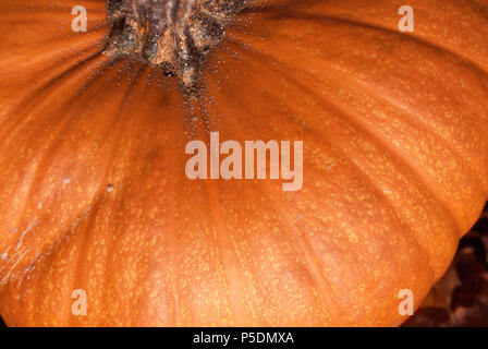 Pumpkin, Maine. Photograph Stock Photo