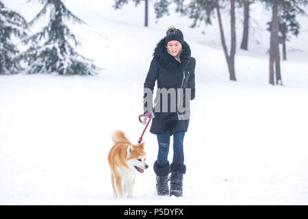 Akita dog walking with the owner on snowy day in the park. Stock Photo