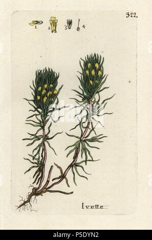 Yellow bugle or ground pine, Ajuga chamaepitys. Handcoloured botanical drawn and engraved by Pierre Bulliard from his own 'Flora Parisiensis,' 1776, Paris, P. F. Didot. Pierre Bulliard (1752-1793) was a famous French botanist who pioneered the three-colour-plate printing technique. His introduction to the flowers of Paris included 640 plants. Stock Photo