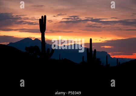 Saguaro cactus at sunrise in Usery Mountain Regional Park, Mesa, Arizona. Stock Photo