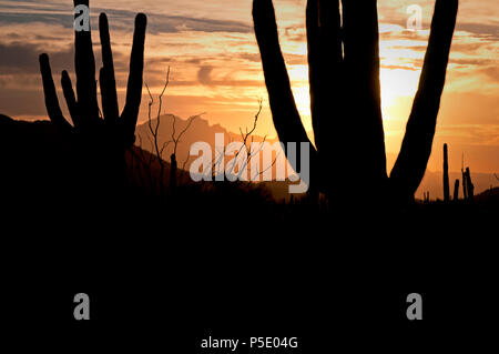 Saguaro cactus at sunrise in Usery Mountain Regional Park in Mesa, Arizona. Stock Photo