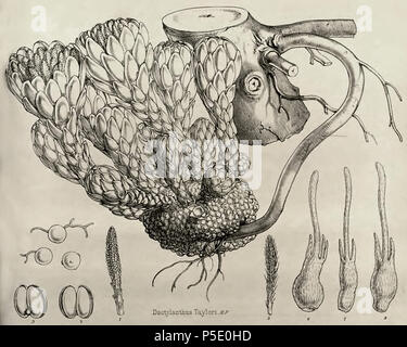 N/A. English: Joseph Dalton Hooker (1817–1911), Transactions of the Linnean Society, vol. 22, 1859. 1859. Joseph Dalton Hooker (1817–1911) 405 Dactylanthus taylorii01 Stock Photo