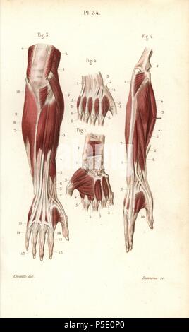 Muscles and tendons of the forearm and hand. Handcolored steel engraving by Davesne of a drawing by Leveille from Dr. Joseph Nicolas Masse's 'Petit Atlas complet d'Anatomie descriptive du Corps Humain,' Paris, 1864, published by Mequignon-Marvis. Masse's 'Pocket Anatomy of the Human Body' was first published in 1848 and went through many editions. Stock Photo