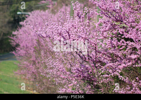 Redbud trees in bloom Stock Photo