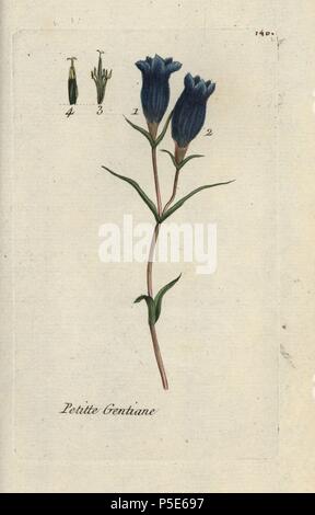 Marsh gentian, Gentiana pneumonanthe. Handcoloured botanical drawn and engraved by Pierre Bulliard from his own 'Flora Parisiensis,' 1776, Paris, P. F. Didot. Pierre Bulliard (1752-1793) was a famous French botanist who pioneered the three-colour-plate printing technique. His introduction to the flowers of Paris included 640 plants. Stock Photo