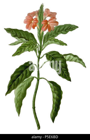 N/A. English: Part of the plate depicting Crossandra undulaefolia from t. 12, The Paradisus Londinensis. Original scan processed to improve colour and remove background of yellowed paper. 5 November 2013, 18:39:41. William Hooker 392 Crossandra infundibuliformis (as C. undulaefolia) (Paradisus Londinensis 12)