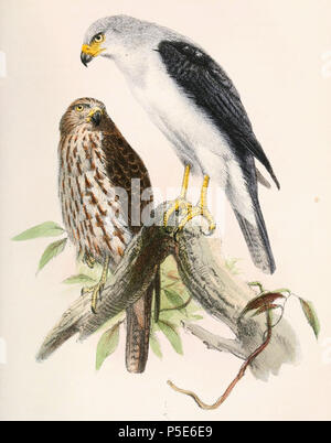 N/A.  English: « Accipiter poliocephalus » = Accipiter poliocephalus (Grey-headed Goshawk) - adult and juvenile �������ç������: « Accipiter poliocephalus » = Accipiter poliocephalus (Autour à tête grise) - adulte et juvénile . 1860.   Joseph Wolf  (1820–1899)     Alternative names Matthias Wolf; Joseph Wolff; Josef Wolf; Matthias Wolff  Description German artist  Date of birth/death 21 January 1820 20 April 1899  Location of birth/death Mörz, Germany London  Work location London  Authority control  : Q1708274 VIAF:54950825 ISNI:0000 0000 8384 0531 ULAN:500006240 LCCN:n80006277 NLA:36115701 WorldCat  Stock Photo