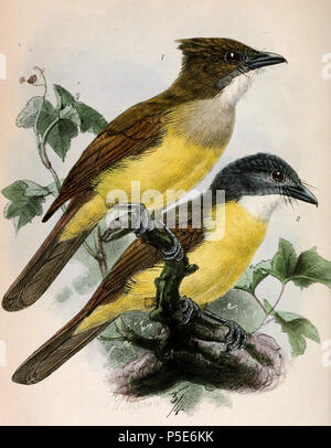 N/A.  English: « Criniger gularis » = Alophoixus bres (Grey-cheeked Bulbul) « Criniger phaeocephalus » = Alophoixus phaeocephalus (Yellow-bellied Bulbul)  Français: « Criniger gularis » = Alophoixus bres (Bulbul brès) « Criniger phaeocephalus » = Alophoixus phaeocephalus (Bulbul à calotte grise)  . 1871.   John Gerrard Keulemans  (1842–1912)      Alternative names Johannes Gerardus Keulemans; J. G. Keulemans  Description Dutch ornithologist and artist  Date of birth/death 8 June 1842 29 December 1912  Location of birth/death Rotterdam London  Authority control  : Q1335286 VIAF:42113661 ISNI:00 Stock Photo